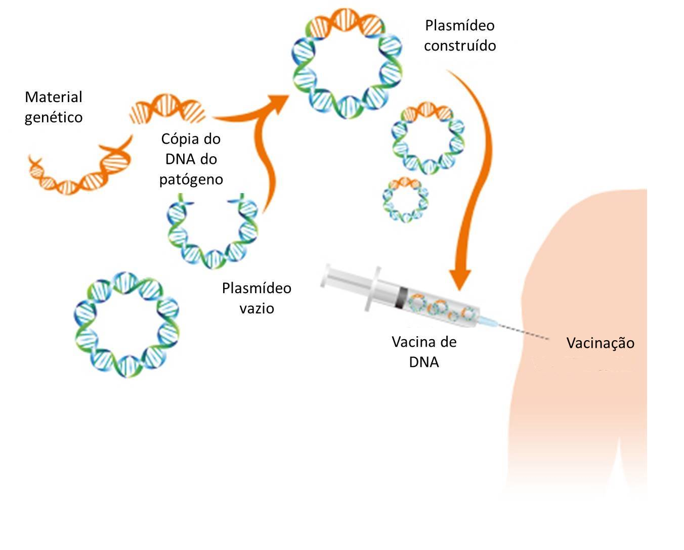 Генная вакцина. Схема действия РНК вакцины. Схема создания ДНК вакцины. ДНК вакцины микробиология. Механизм действия генно инженерных вакцин.