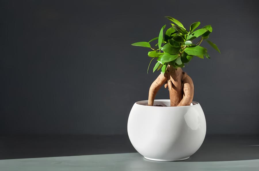 Ficus Microcarpa Bonsai: Everything you need to know