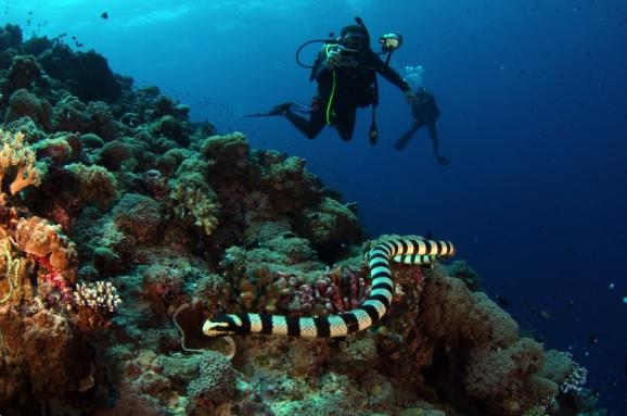 snorkelling in st. lucia