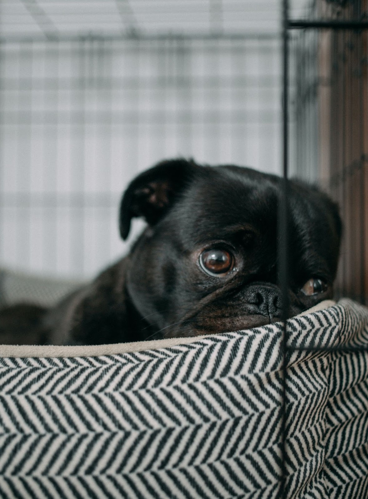 Adopting a Rescue Pug: What To Expect