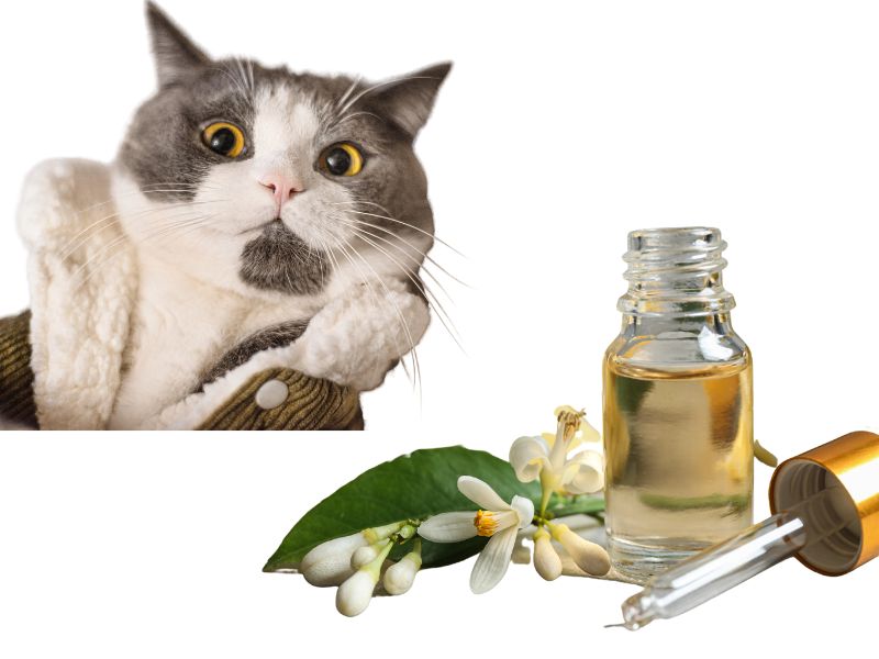 oils-harmful-to-cats