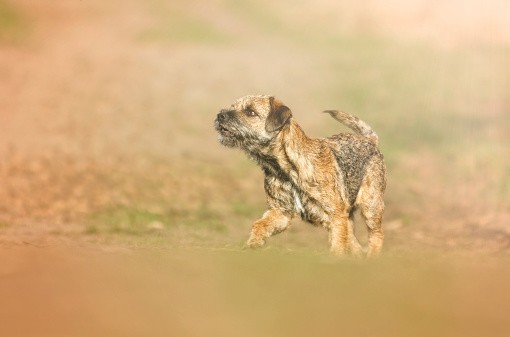 are border terriers good with cats