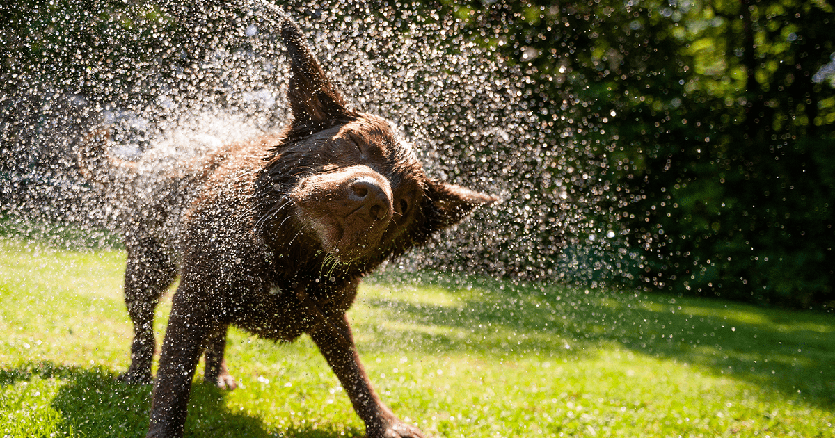 Chocolate lab shaking with water spraying everywhere across green lawn