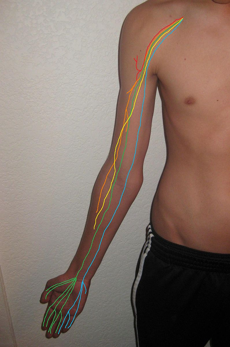 Image shows brachial plexus that can be damaged in rugby shoulder injuries