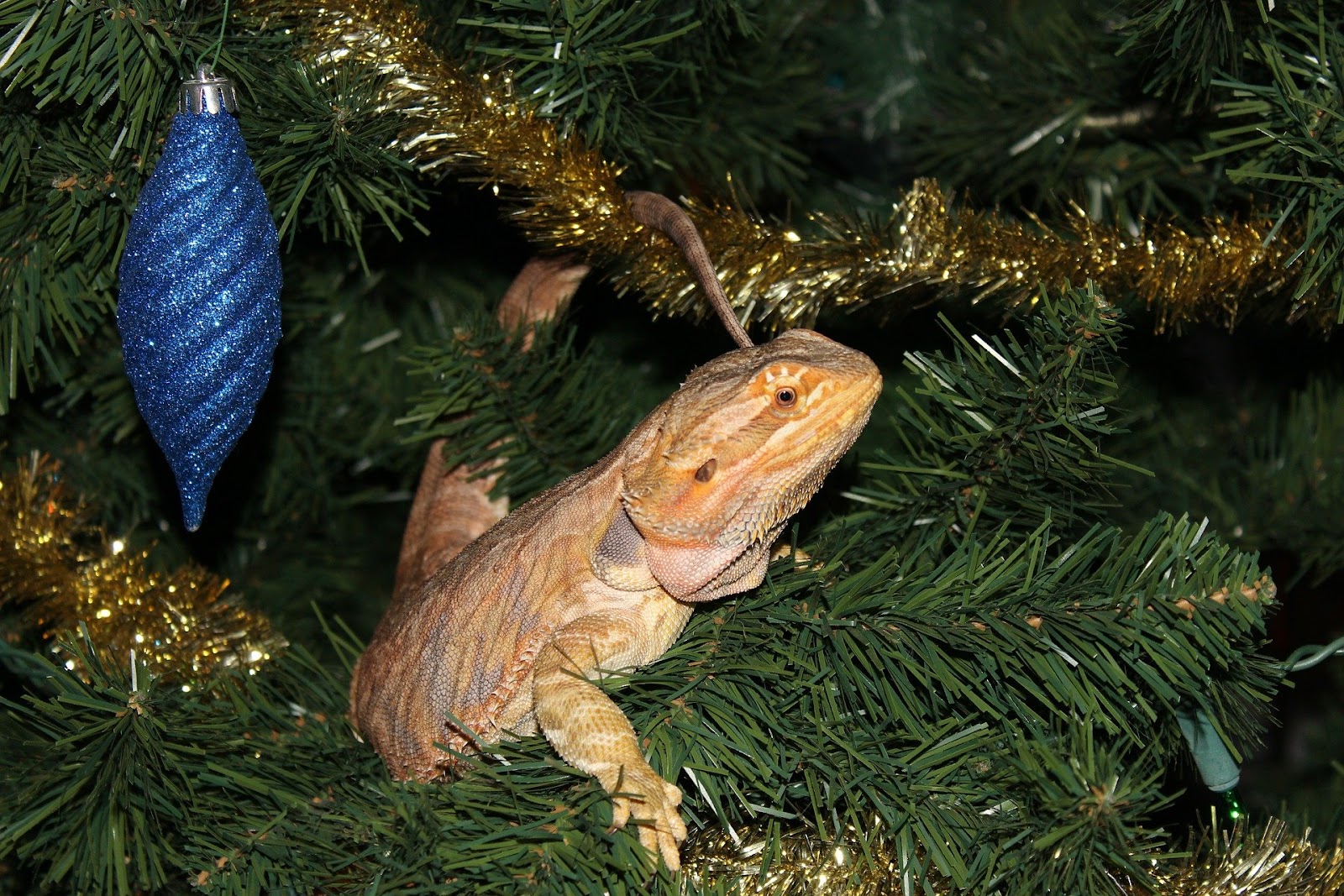 Bearded dragon lizard in Christmas tree