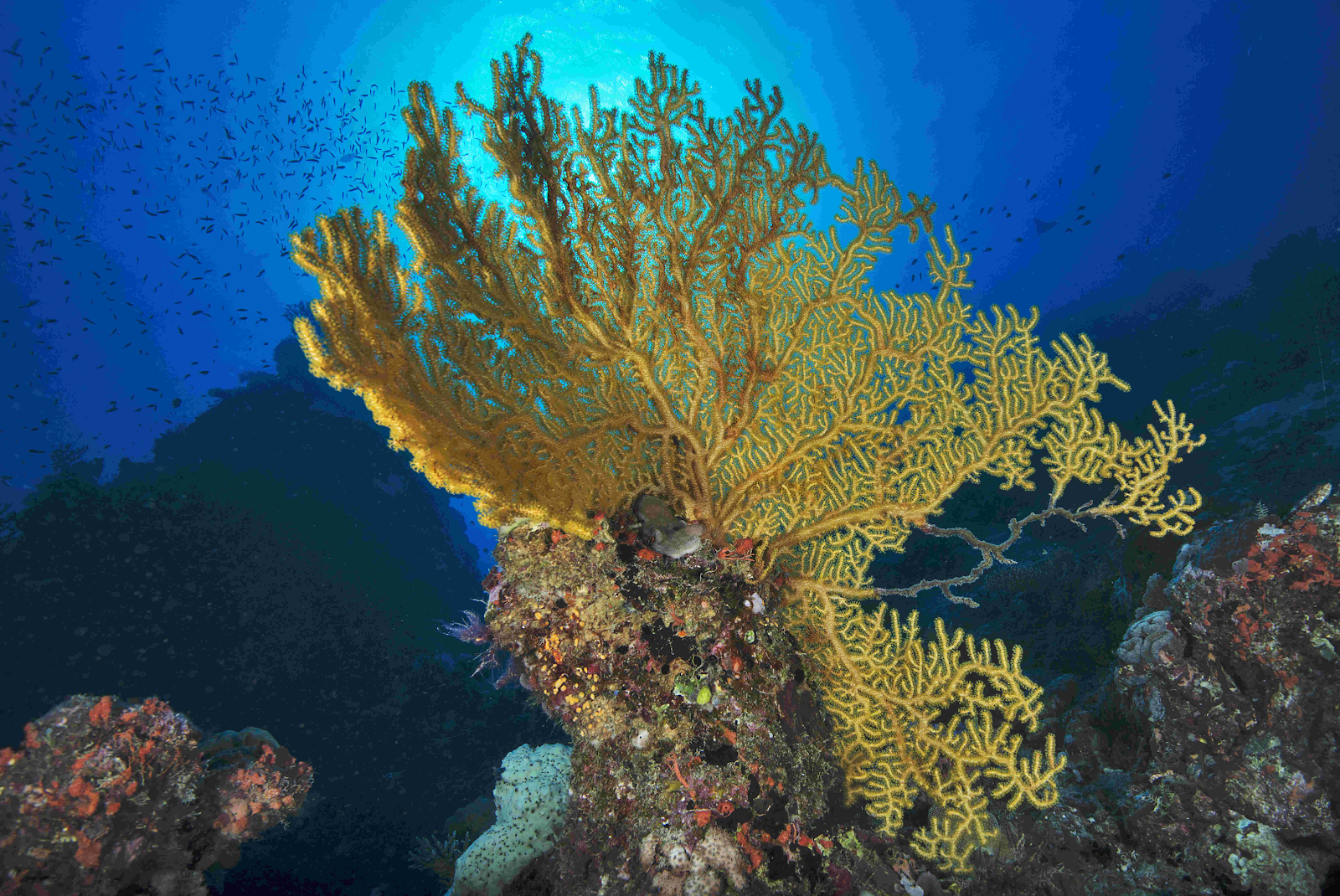 婀娜多姿的軟珊瑚吸引到大家參加濟州島潛水