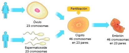 Resumen del proceso de reproducción sexual