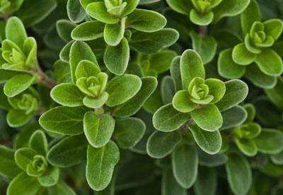 How to Grow Marjoram Herb | Planet Natural