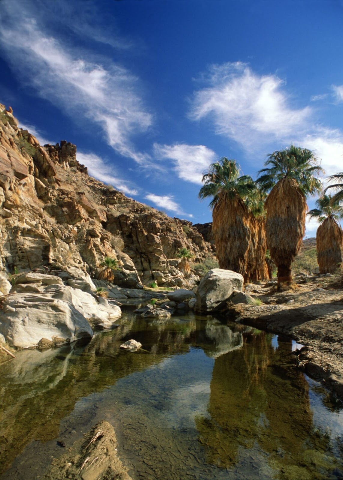 Palm Canyon creek