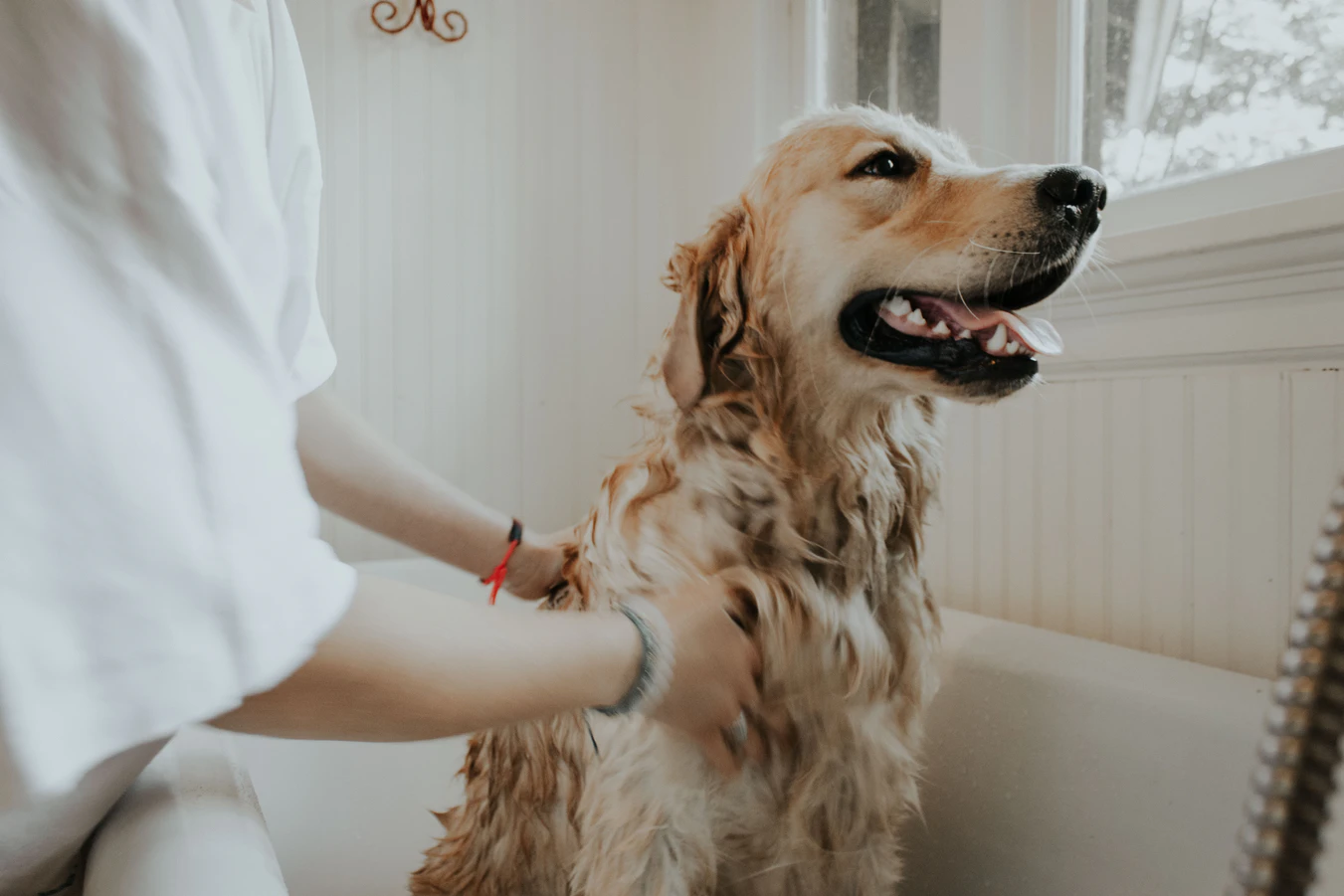 長毛、大型犬種最多一個禮拜洗一次澡