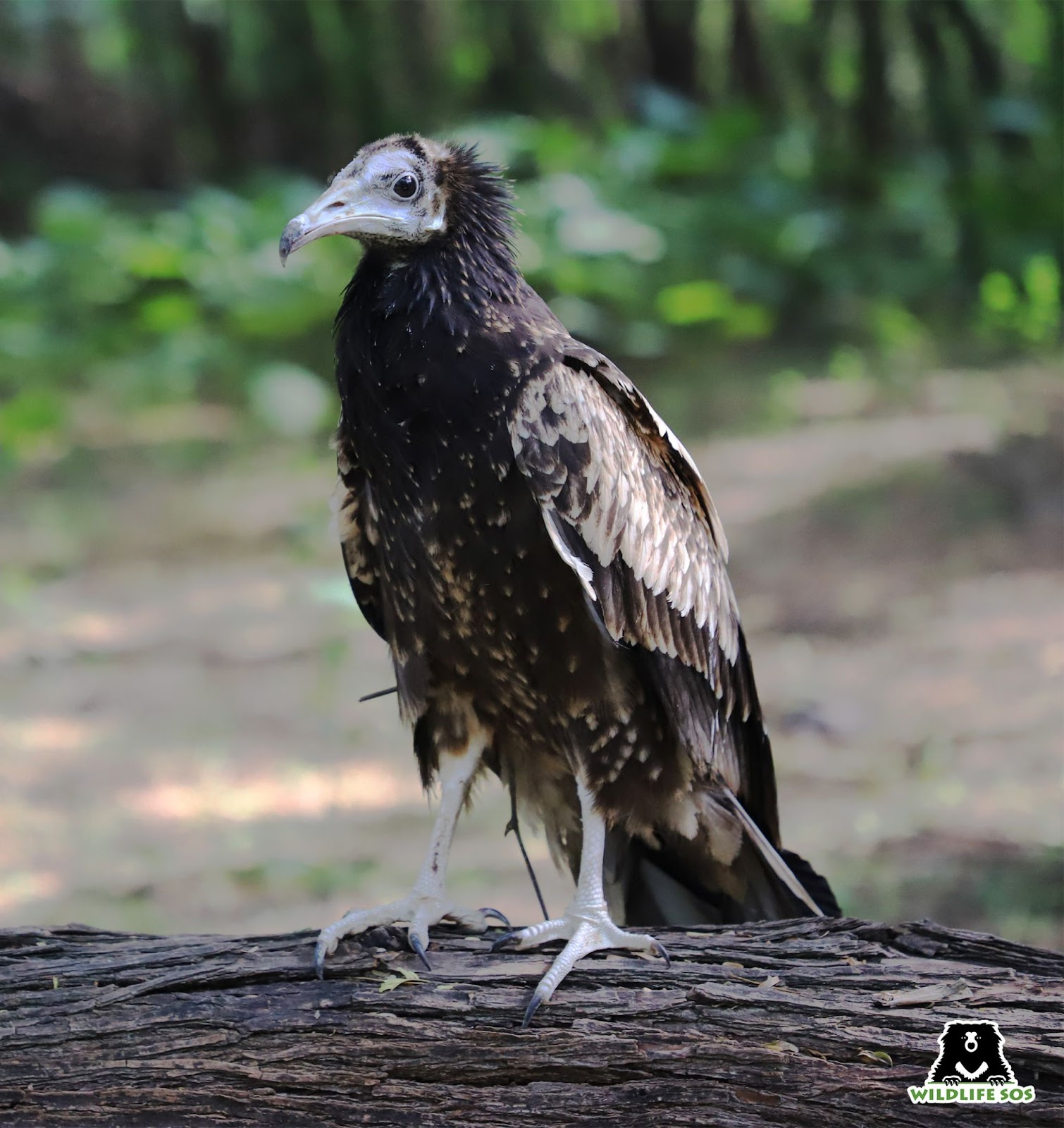 egyptian vulture