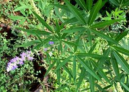 chaste tree leaves