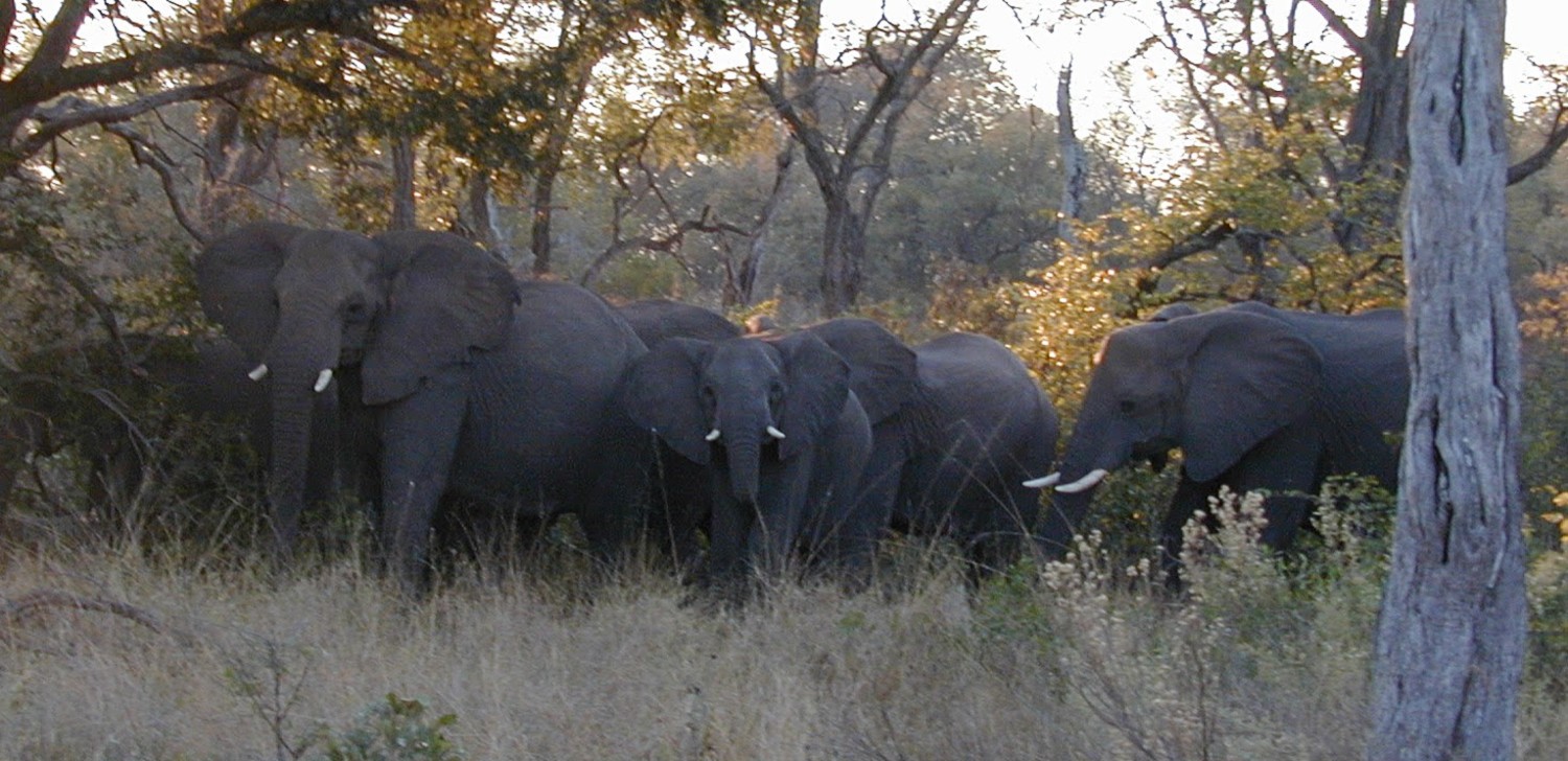 elephant herd startled by the camera in mopane woodland, Okavango Delta, Botswana