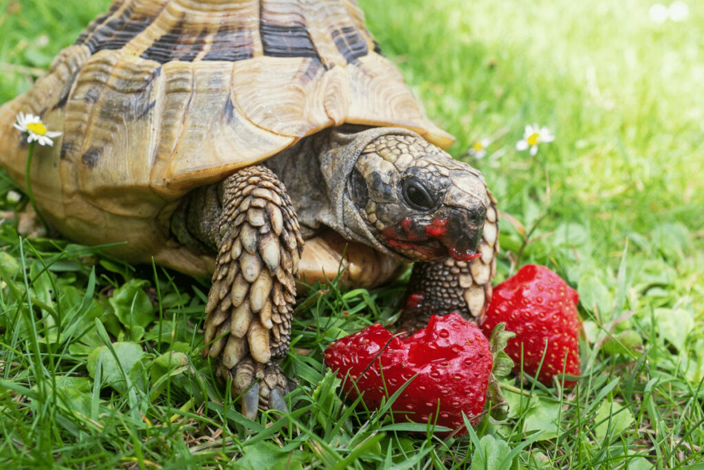 What Tortoises Can Eat
