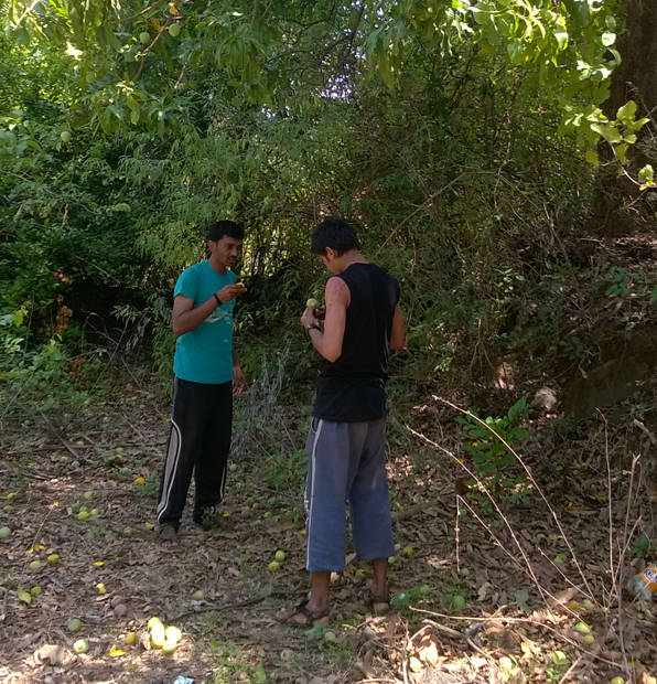 F:\Annual photos 2013-14\T2R\Blog\Mangoes.png