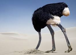 Image result for scared ostrich