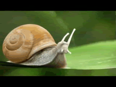 _563816984254f_snail.gif