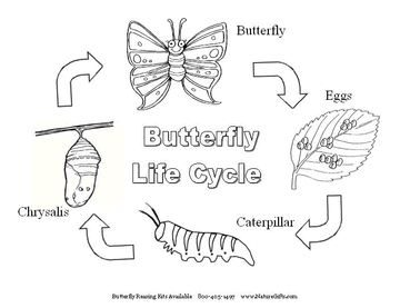 Image result for life cycle of a butterfly