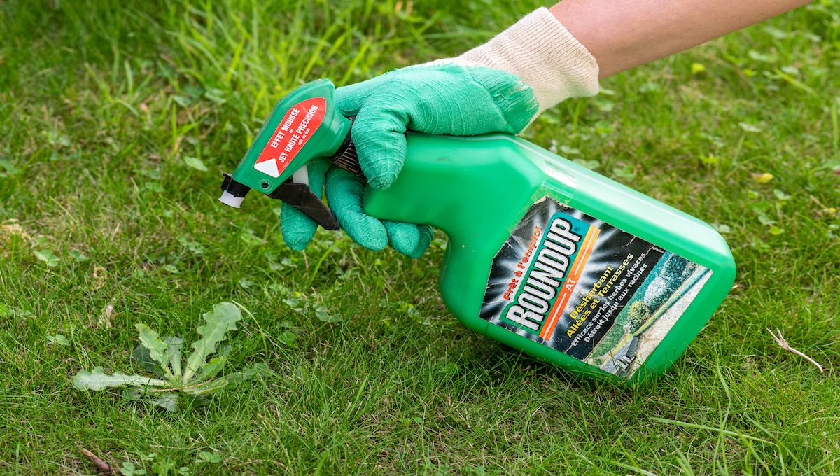 How long does Roundup stay active in the soil