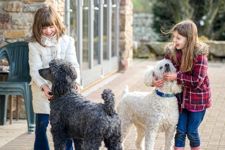 10 Science-Based Benefits of Having a Dog 