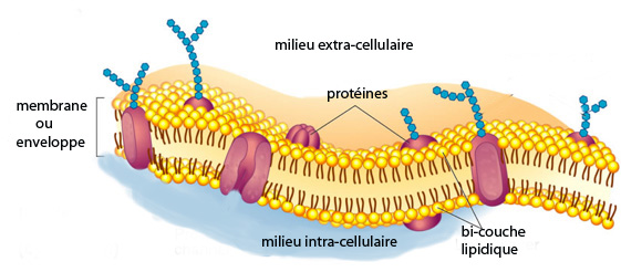 Membrane plasmique — Wikipédia