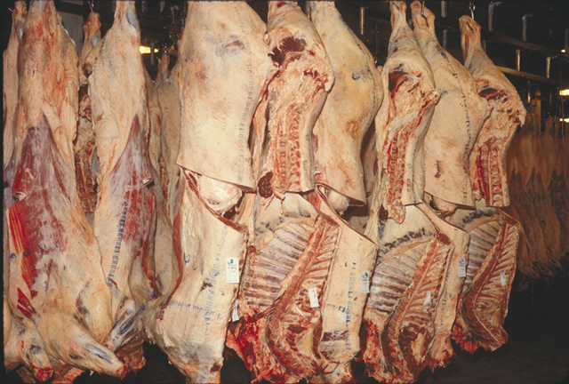 File:Beef inspection USDA.jpg - Wikimedia Commons