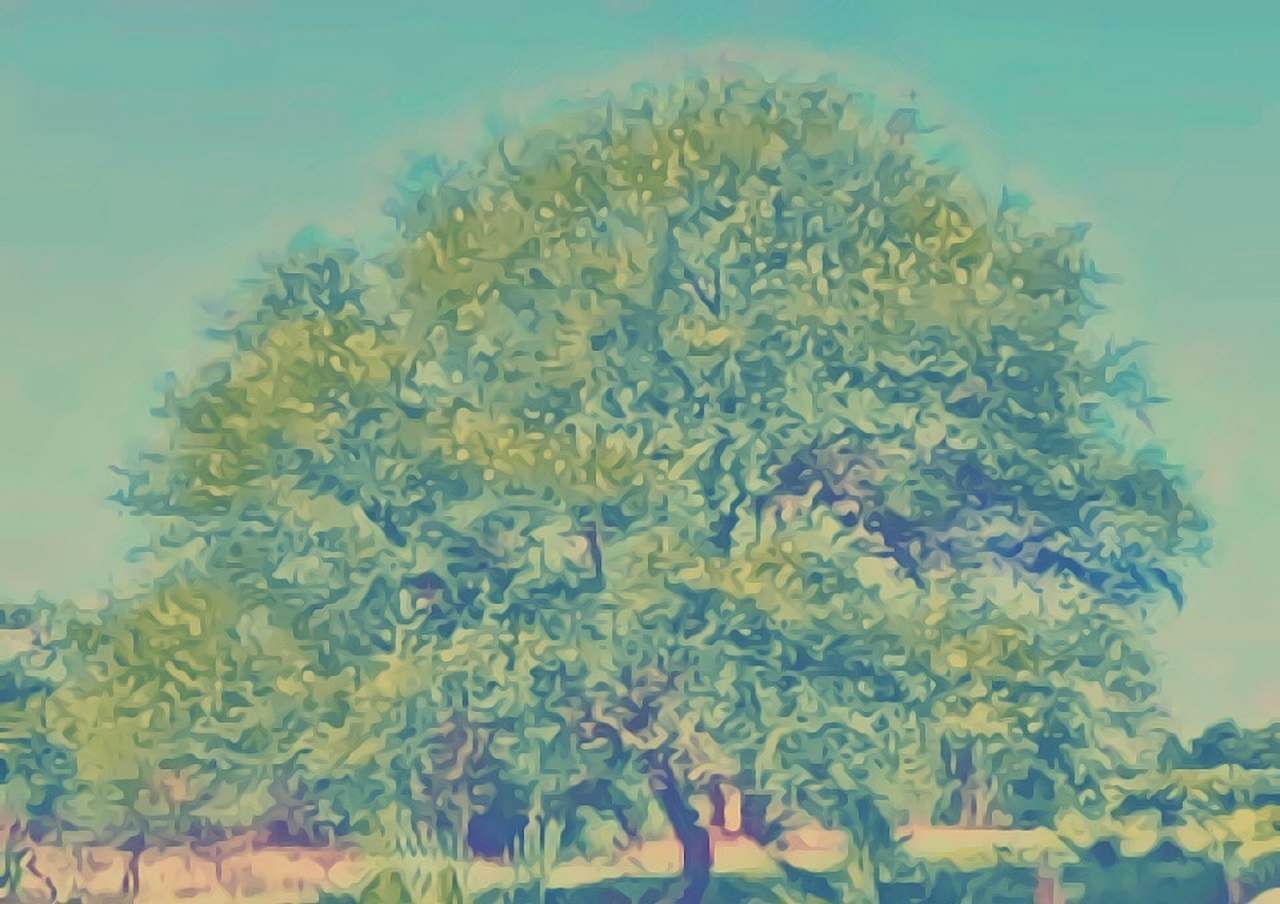 Babooltree