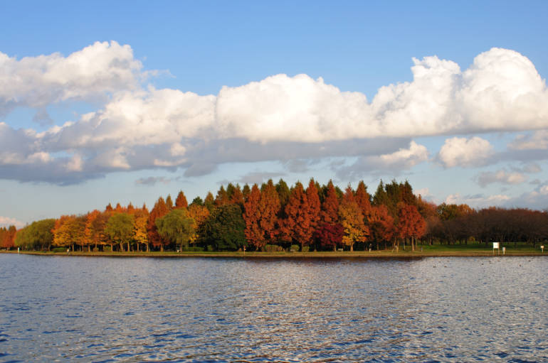 Autumn leaves in tokyo