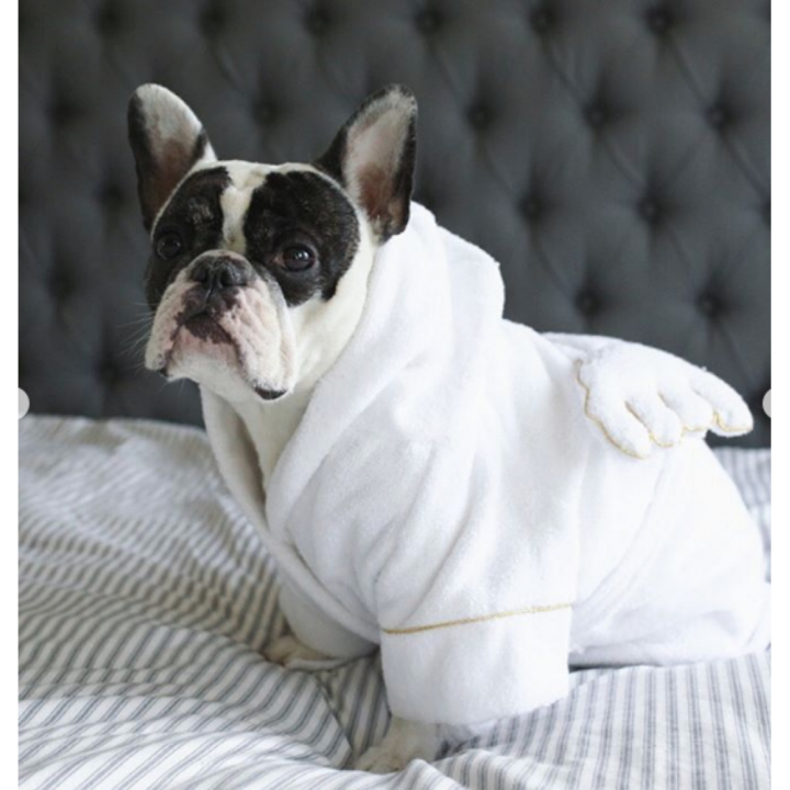French bulldog in angel bathrobe