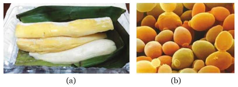 bioteknologi pangan