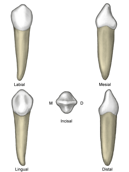 Morpho 109 Copy - Austin Dental Careers