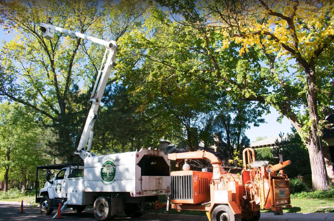 Professional Tree Removal