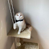  How to find a scottish fold cat for sale