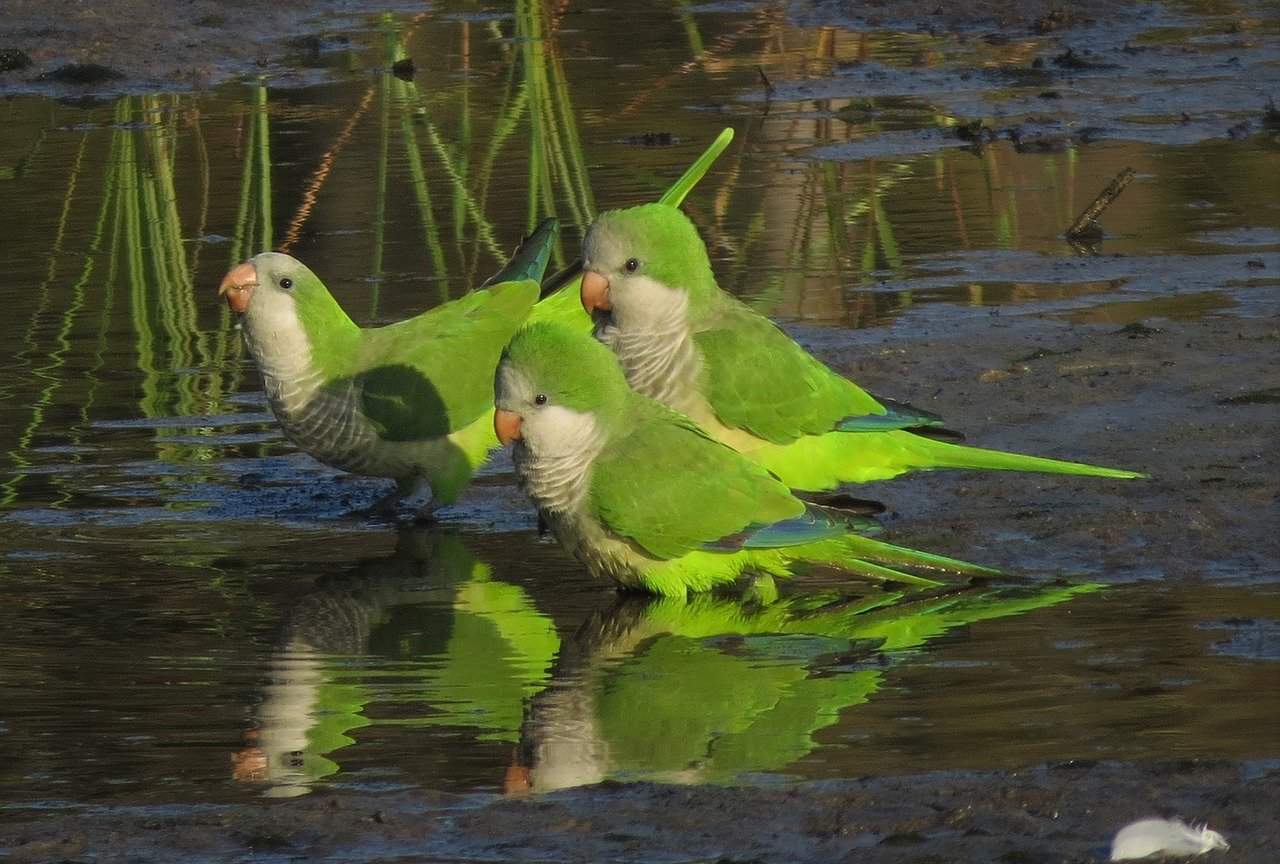 How Long Does Quaker Parrots Live