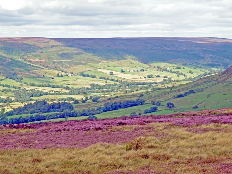 Heather in bloom, North Yorkshire Moors National Park, England