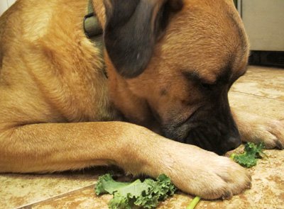 собака ест зелень