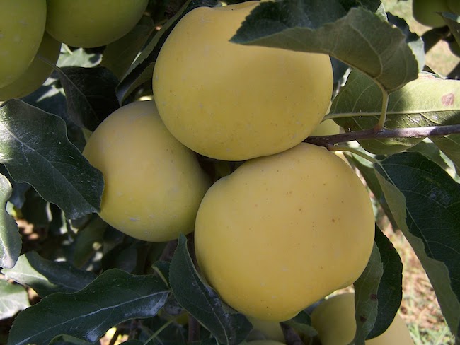A Cargo of Apples
