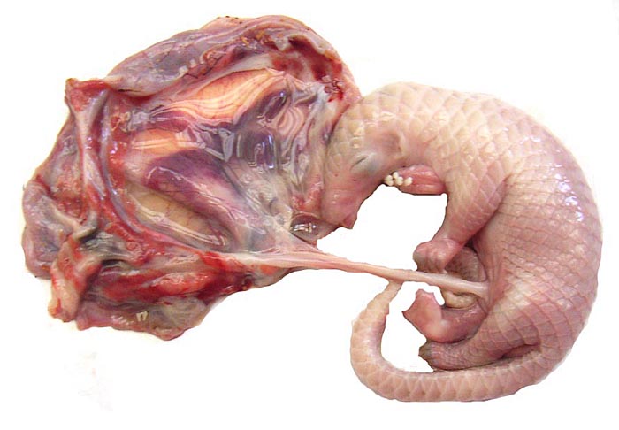 Fetus is attached by a short umbilical cord to the placenta.