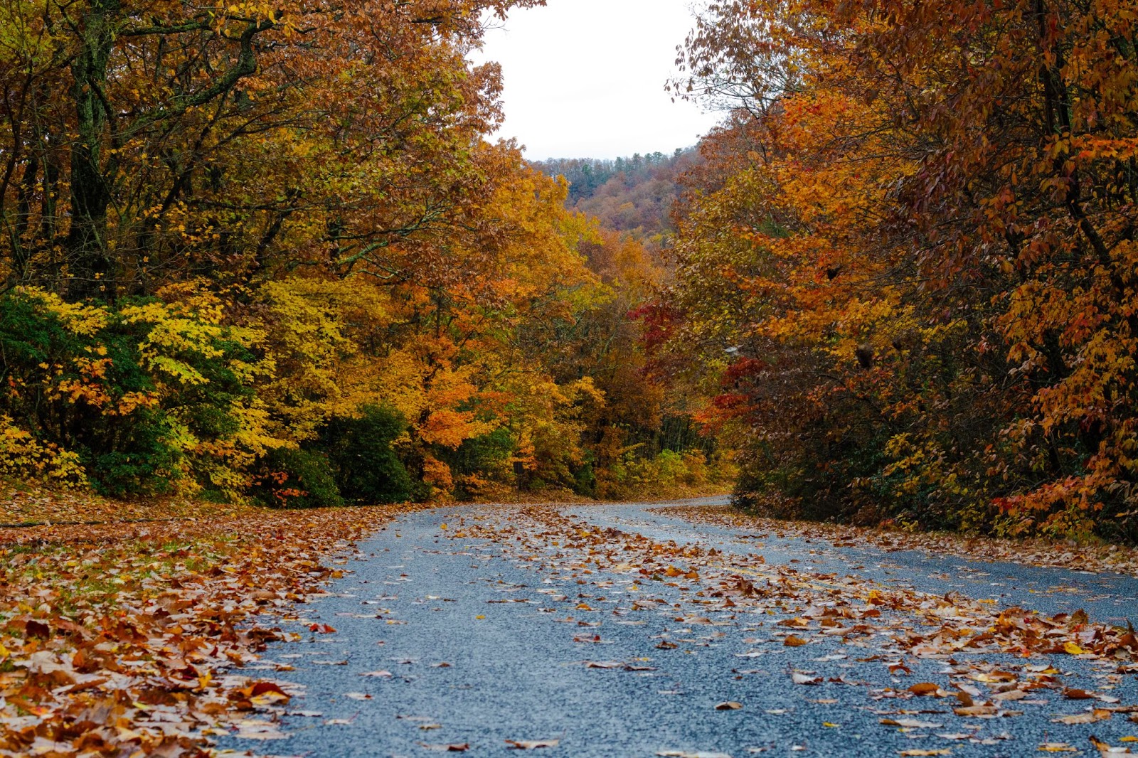 Road through the Great Smoky Mountains