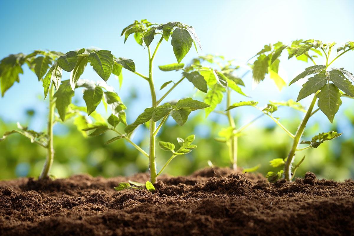 sunlight-to-tomato-plants