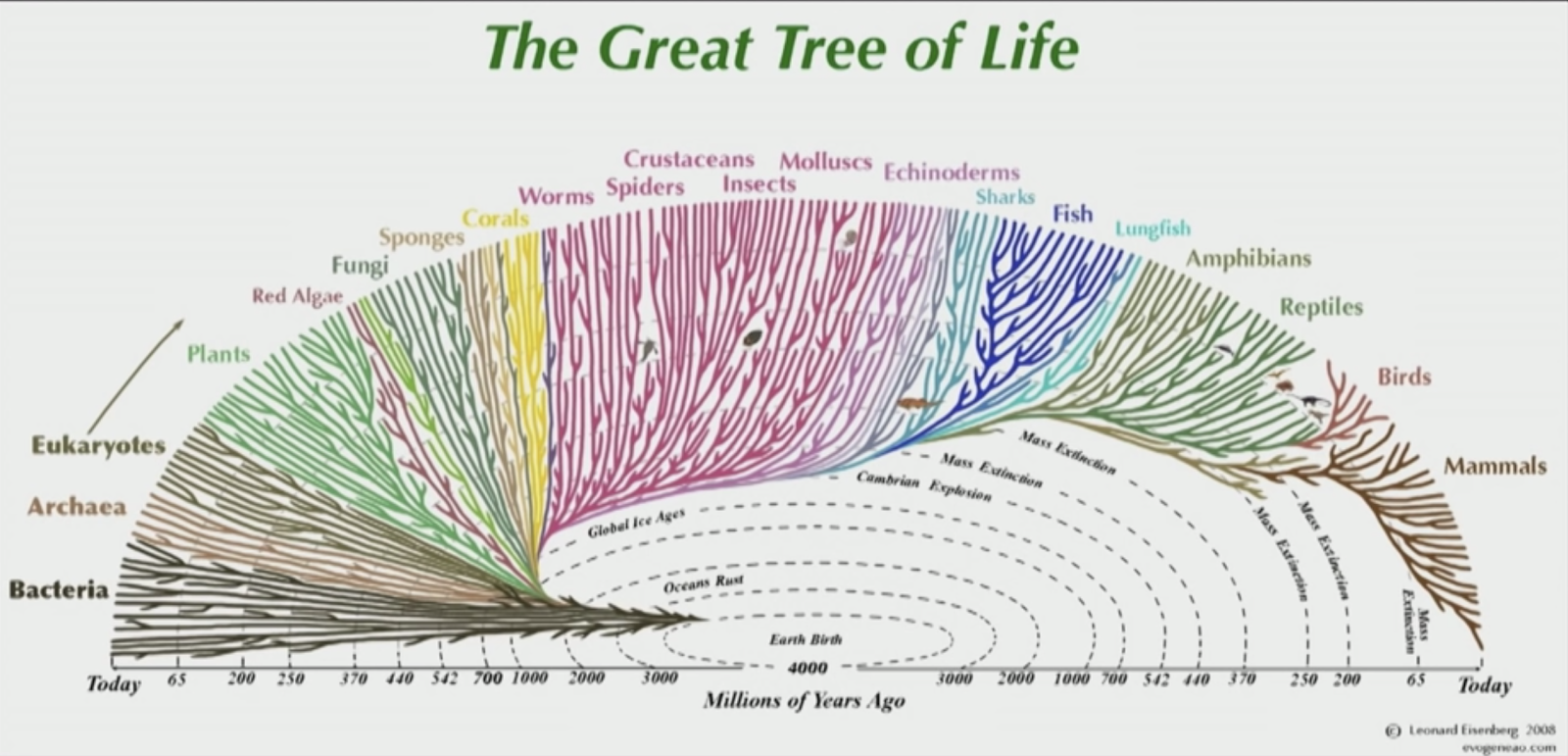 What kind of life is. Эволюционное дерево. Филогенетическое дерево эволюции. Tree of Life Evolution. Эволюционное дерево Архей.