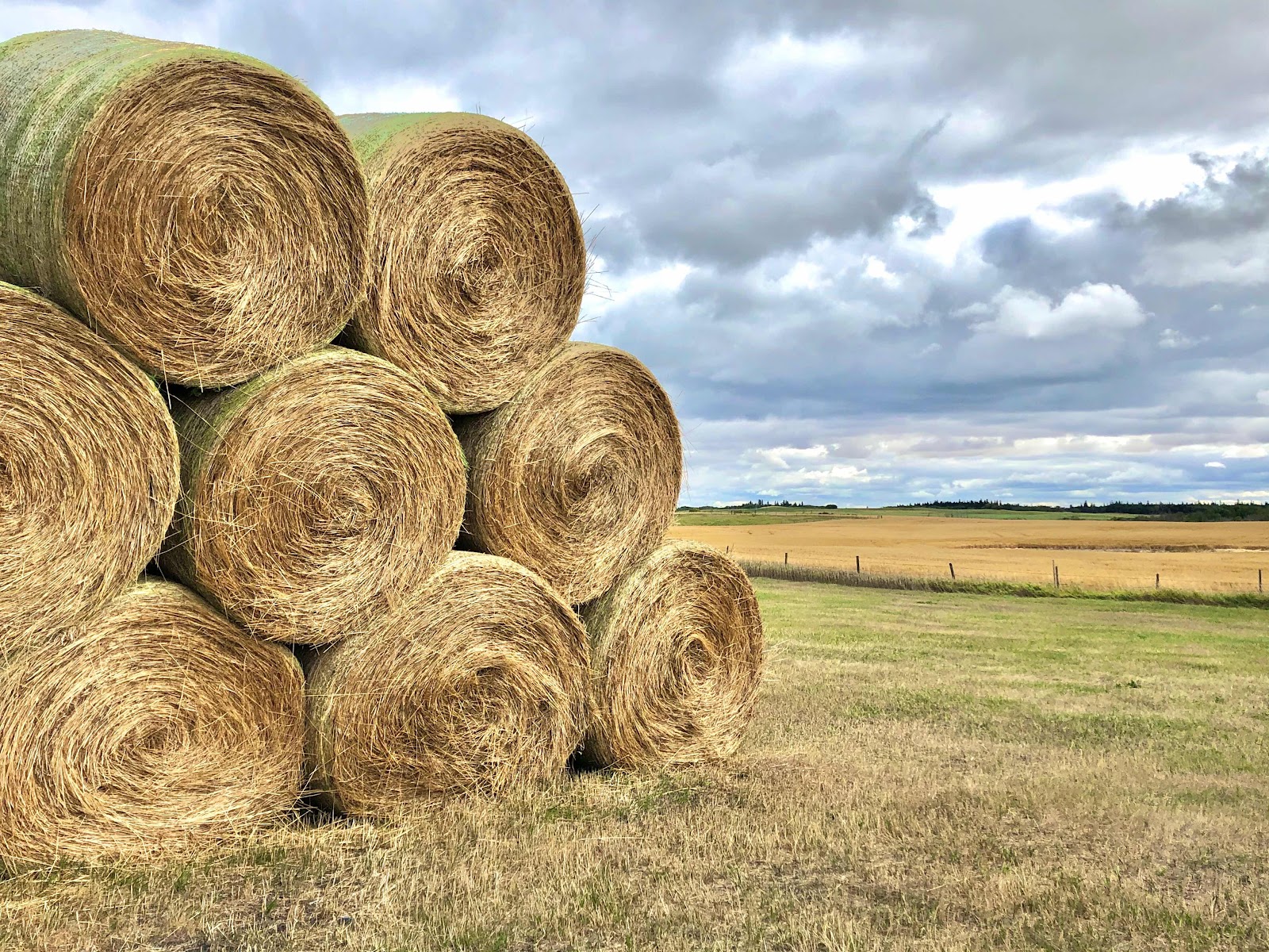 bales of hay, round bales, bale stack