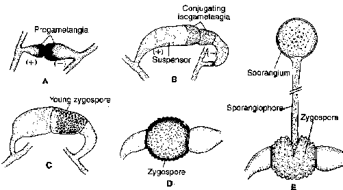 Characteristic Feature Of Major Groups
