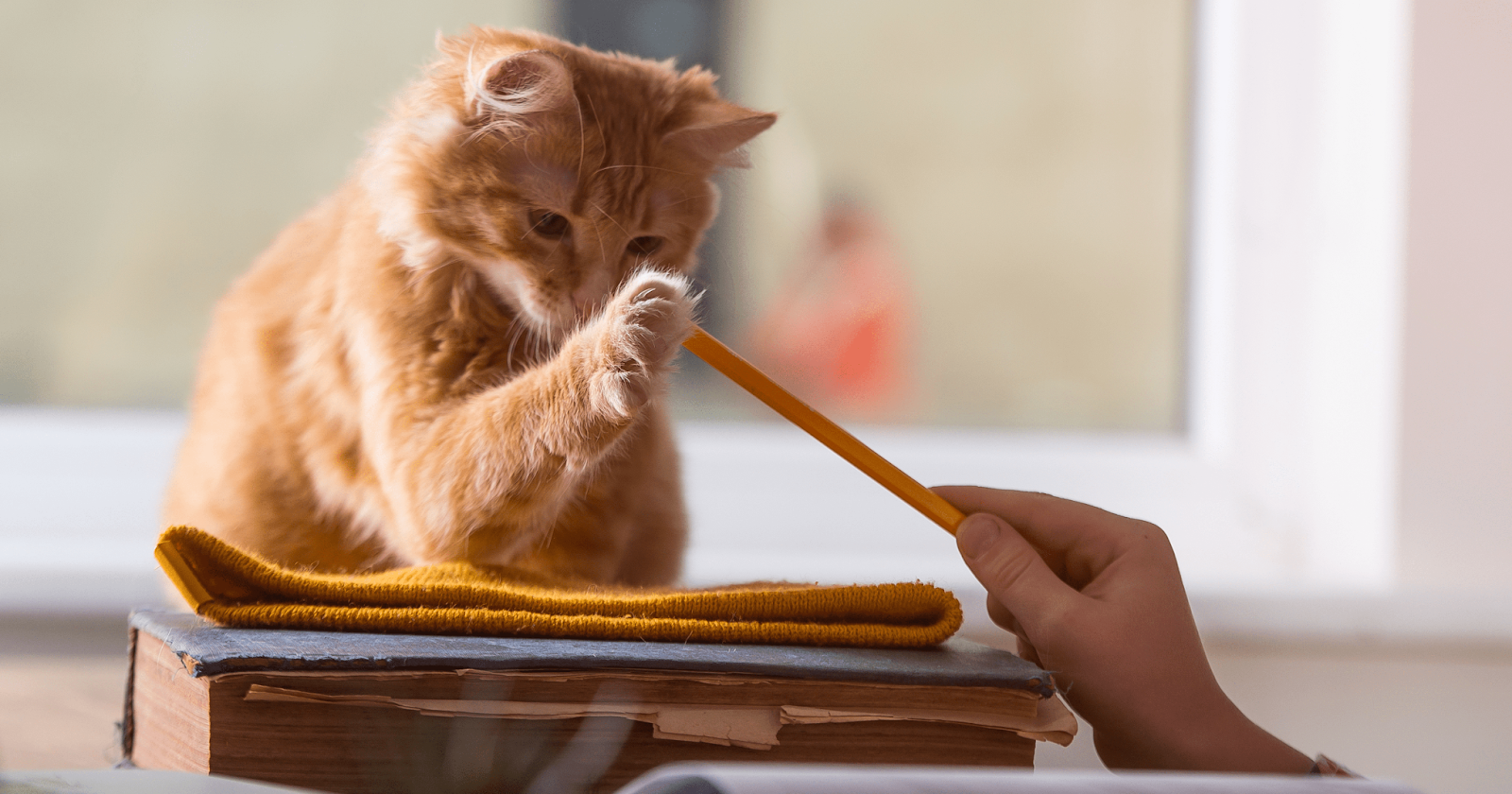 Orange tabby cat playing with pencil