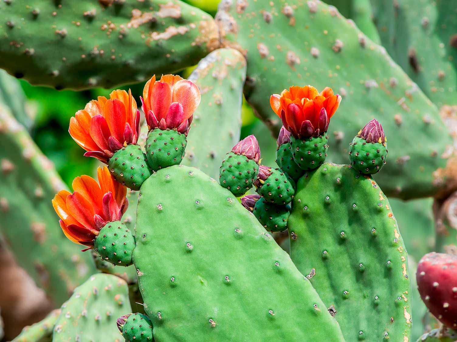 Oputia Cactus ลักษณะภายนอก