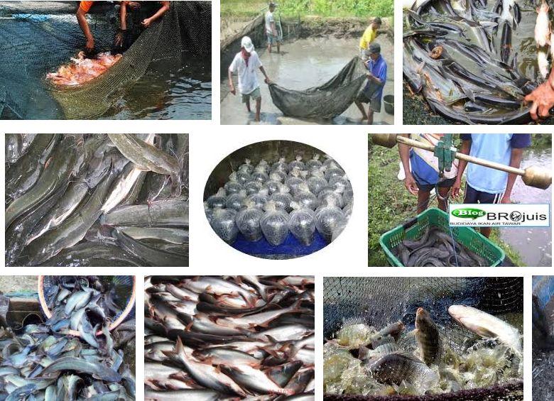 Penanganan Pasca Panen Sayuran dan Ikan Budidaya Akuaponik Belajar