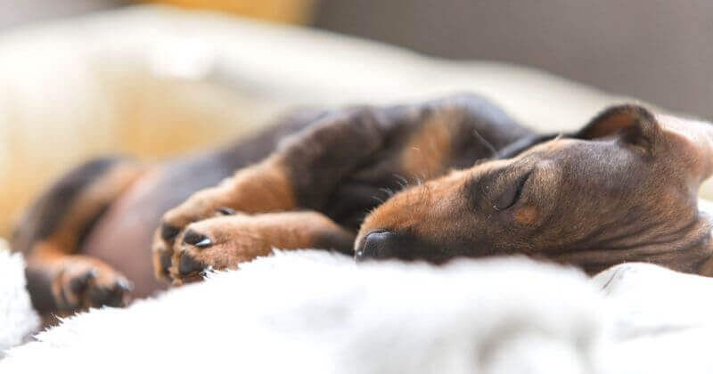 Chó là loài động vật có vú dành hơn ⅓ thời gian trong ngày để ngủ