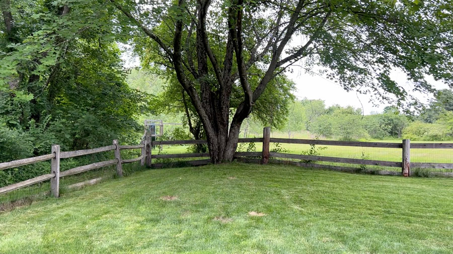 Backyard with maple tree and split rail fence.