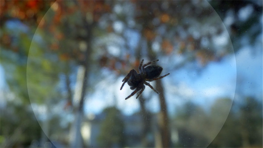 Tiny Spider 2.jpg