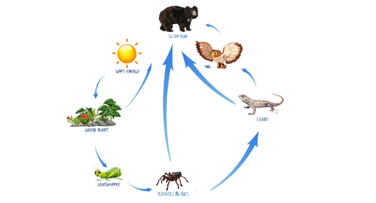 A Sloth Bear Food Chain